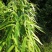 茶杆竹苗竹子绿化工程苗现挖现卖成活率高低价销售基地直发