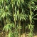 茶杆竹苗竹子绿化工程苗现挖现卖成活率高低价销售基地直发
