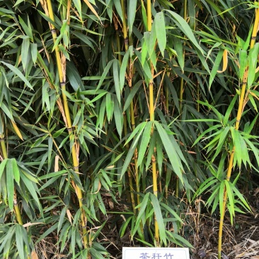茶杆竹苗竹子绿化工程苗现挖现卖成活率高低价销售基地直发