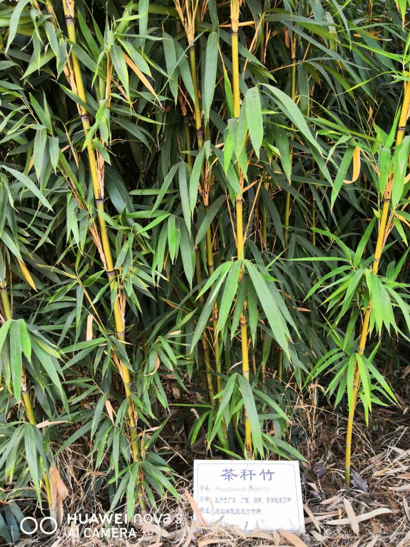 茶杆竹苗竹子绿化工程苗现挖现卖成活率高低价销售基地直发