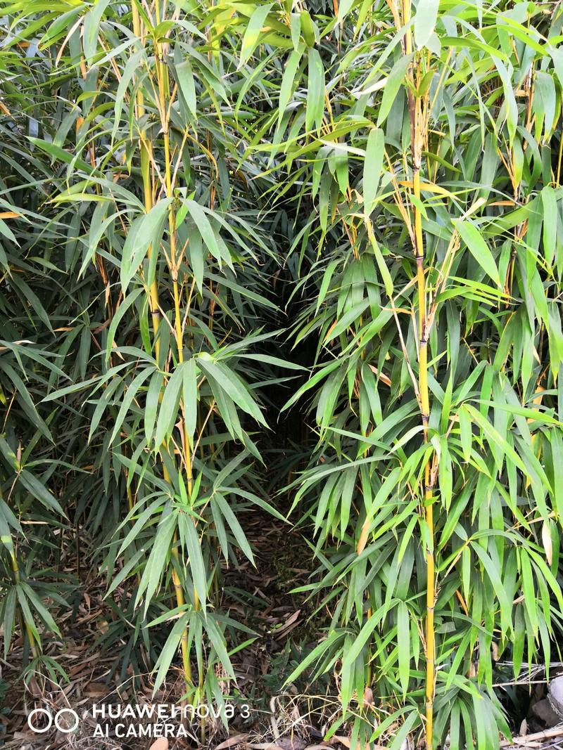 茶杆竹苗竹子绿化工程苗现挖现卖成活率高低价销售基地直发