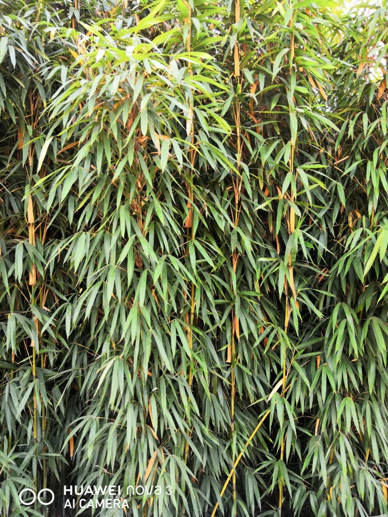 茶杆竹苗竹子绿化工程苗现挖现卖成活率高低价销售基地直发