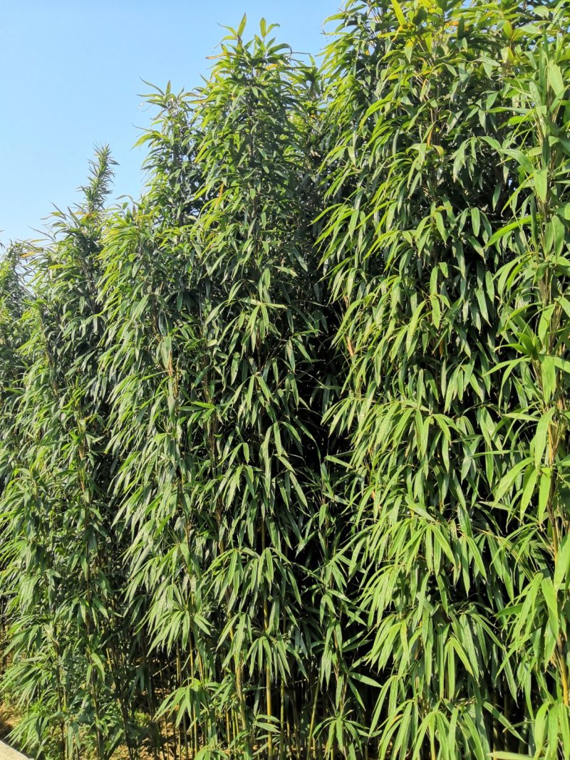 茶杆竹苗竹子绿化工程苗现挖现卖成活率高低价销售基地直发