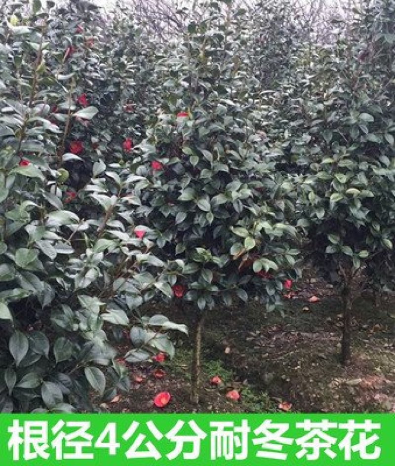 耐冬茶花树苗山茶花树苗茶花树大茶花树庭院绿化树绿化