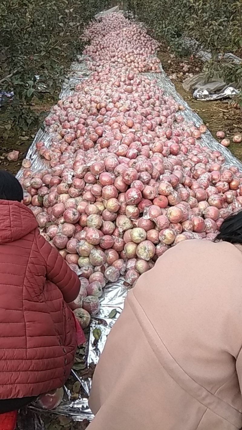 膜袋富士苹果