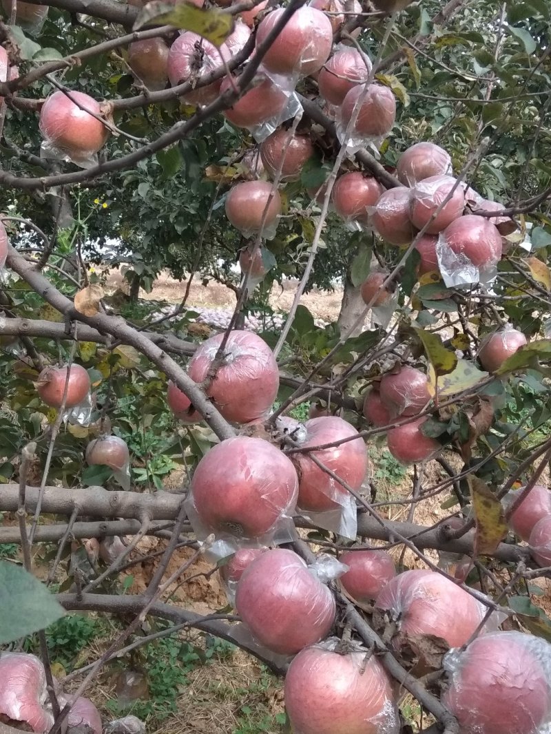 膜袋富士苹果