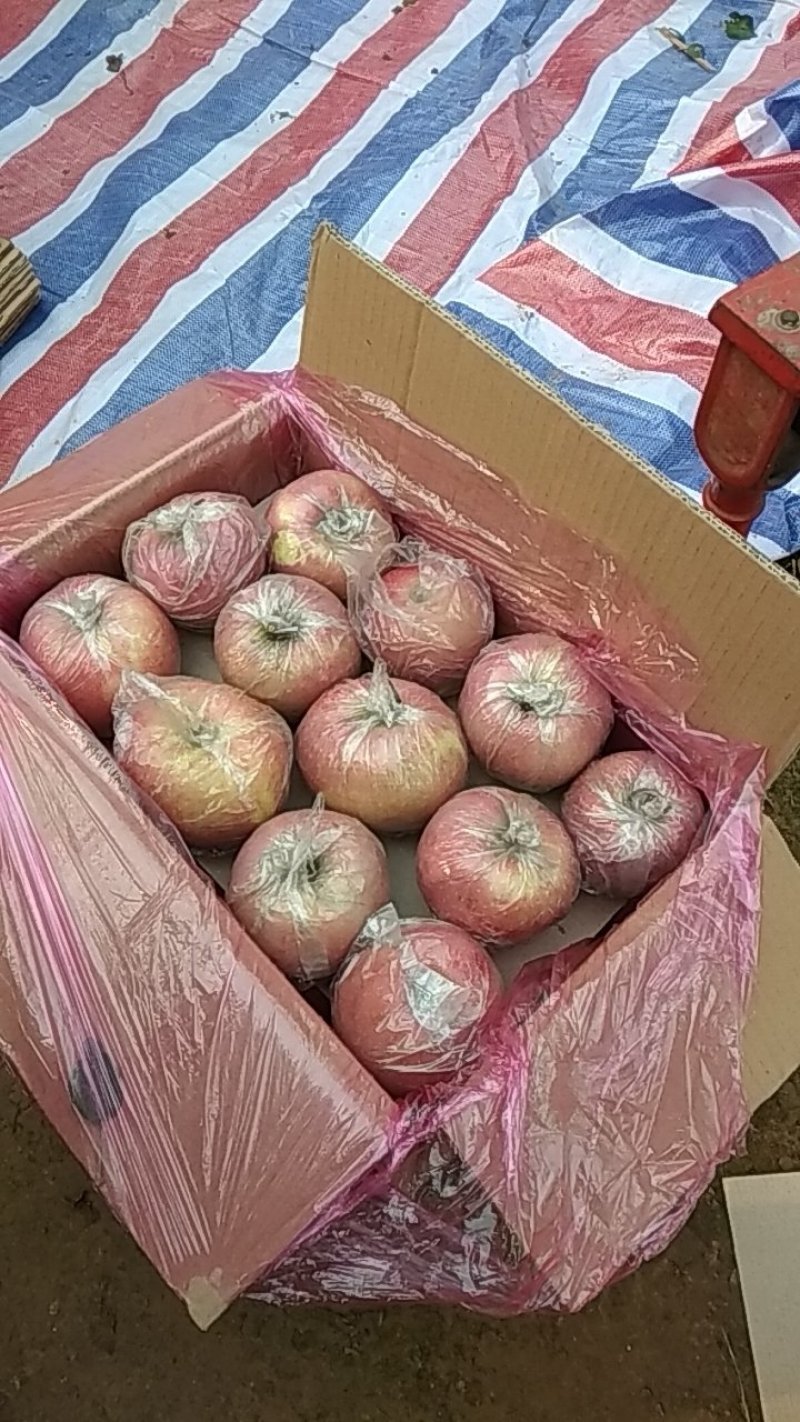 膜袋富士苹果