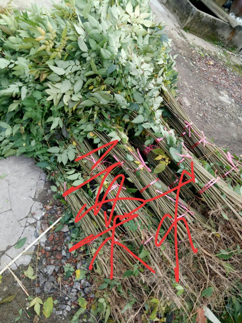 栾树绿化造林耐寒成活率髙优美可观一手货大量出售