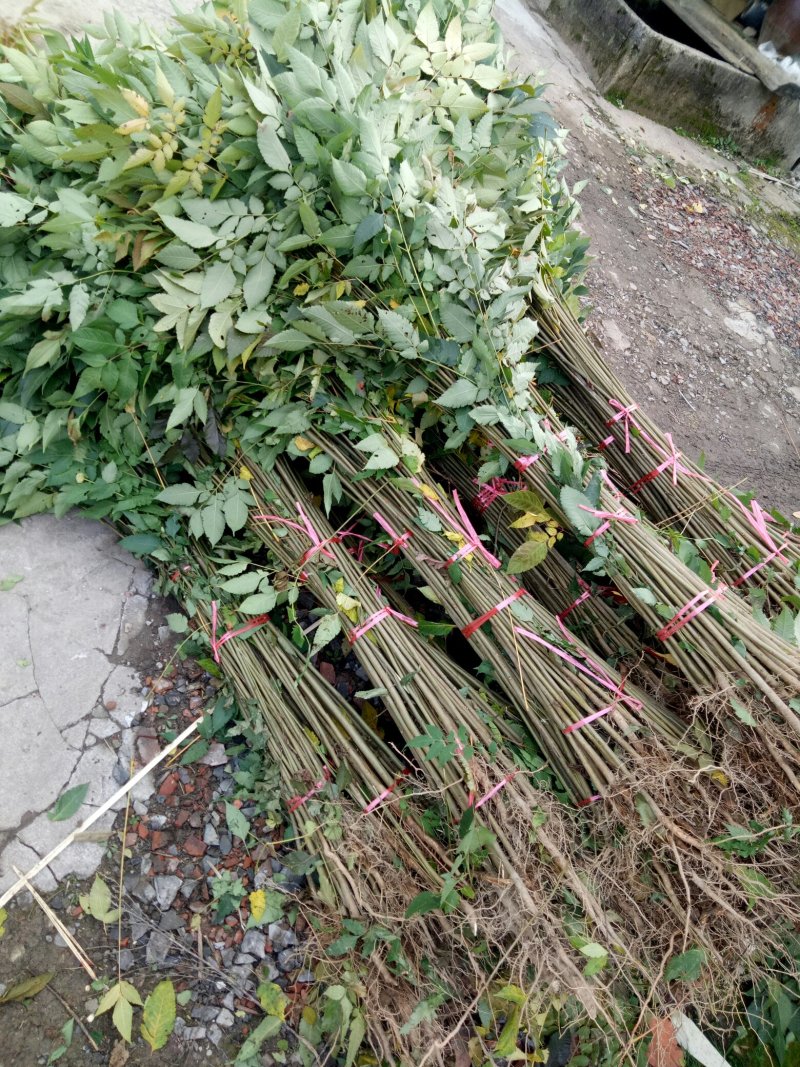 栾树绿化造林耐寒成活率髙优美可观一手货大量出售