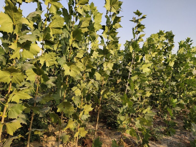 大量出售3至6公分精品法桐