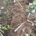 黑树莓黑树莓苗露地户外种植种苗介绍黑树莓果苗黑树莓批发