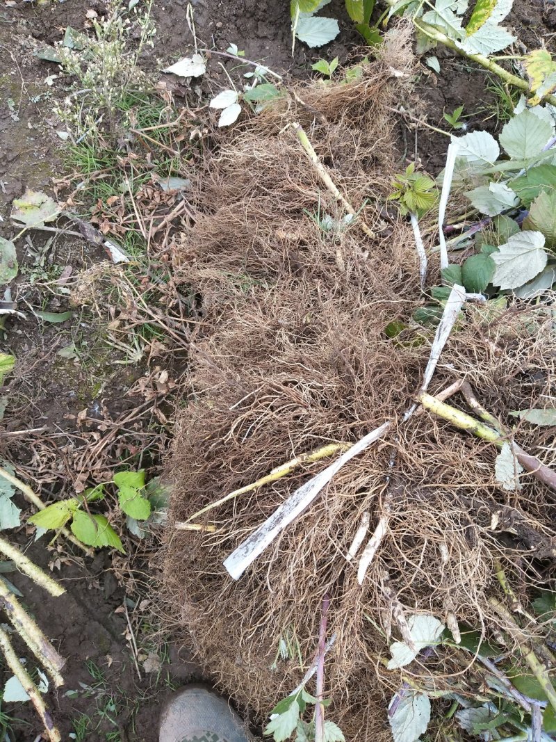 黑树莓黑树莓苗露地户外种植种苗介绍黑树莓果苗黑树莓批发