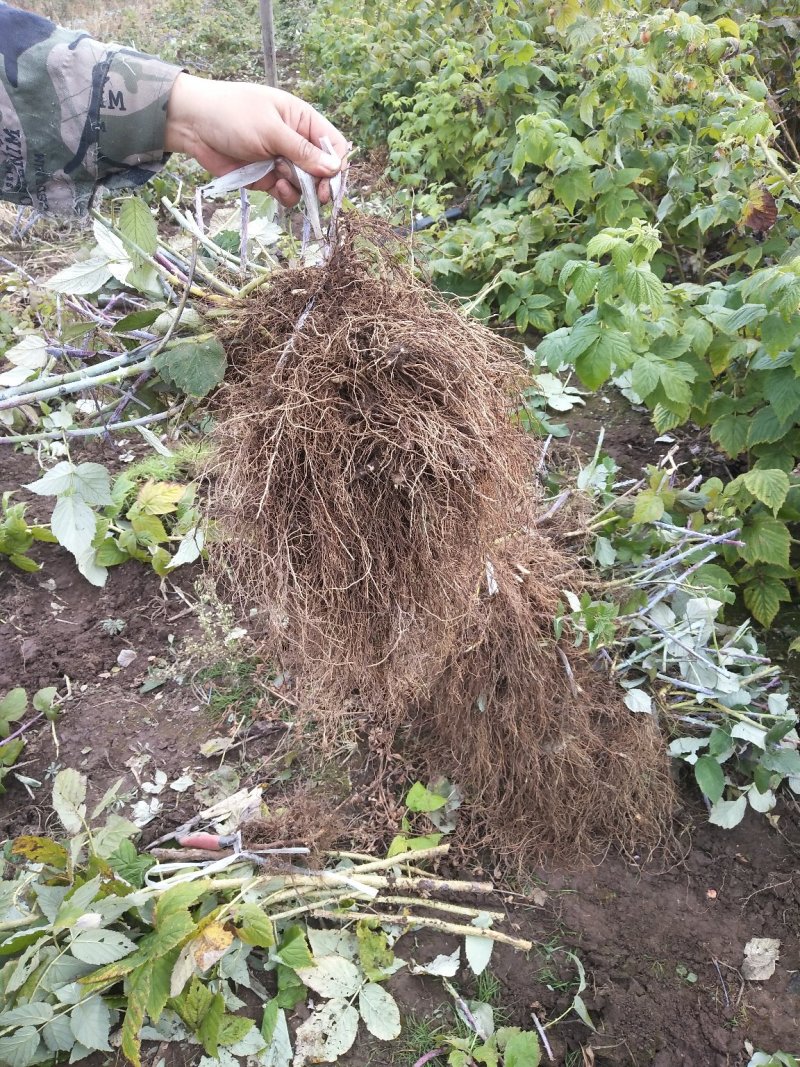 黑树莓黑树莓苗露地户外种植种苗介绍黑树莓果苗黑树莓批发