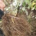 黑树莓黑树莓苗露地户外种植种苗介绍黑树莓果苗黑树莓批发