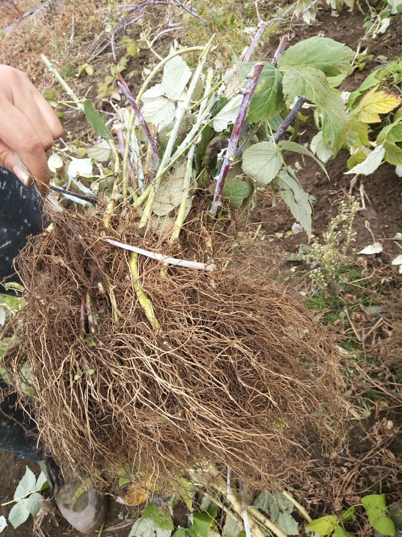 黑树莓黑树莓苗露地户外种植种苗介绍黑树莓果苗黑树莓批发