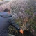 灯笼果灯笼果种苗批发灯笼果种植介绍