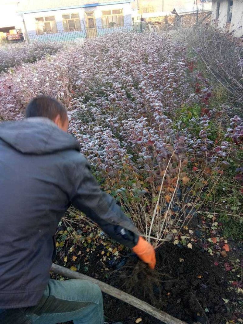 灯笼果灯笼果种苗批发灯笼果种植介绍
