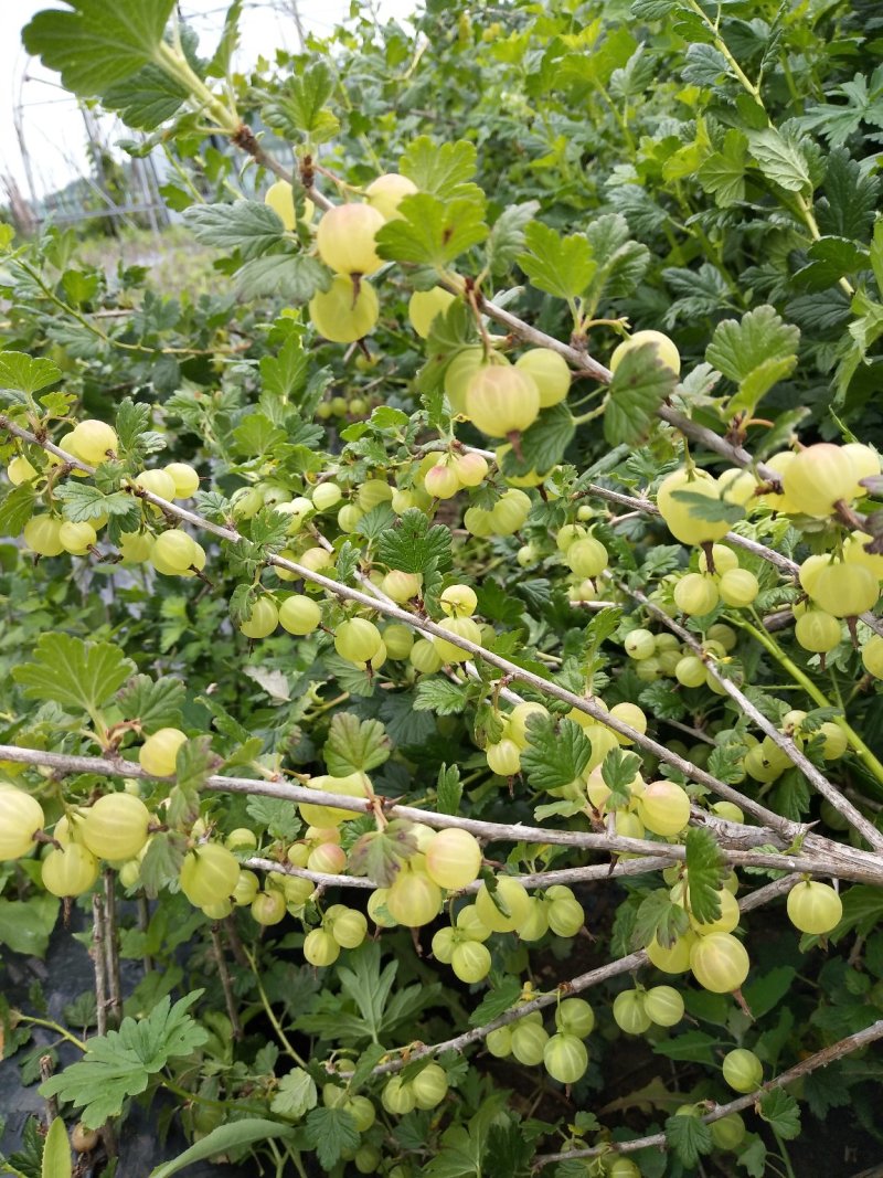 灯笼果灯笼果种苗批发灯笼果种植介绍
