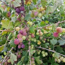 灯笼果灯笼果种苗批发灯笼果种植介绍