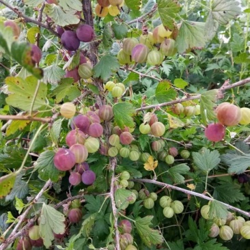 灯笼果灯笼果种苗批发灯笼果种植介绍