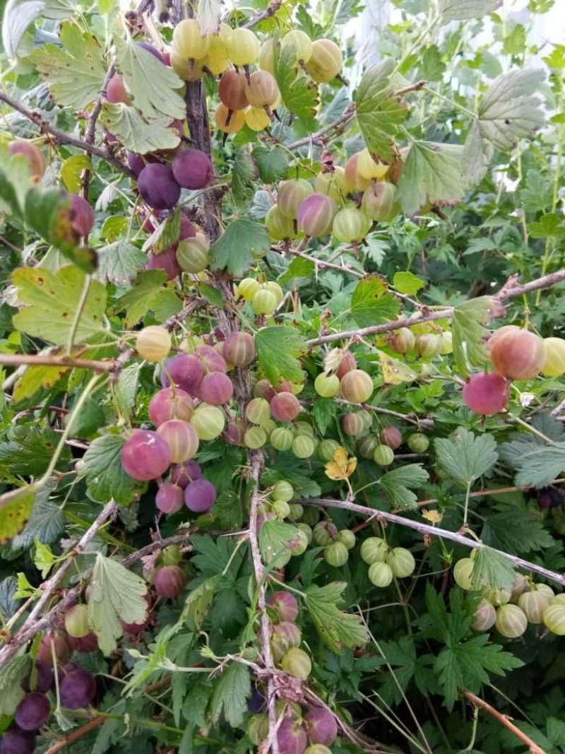 灯笼果灯笼果种苗批发灯笼果种植介绍