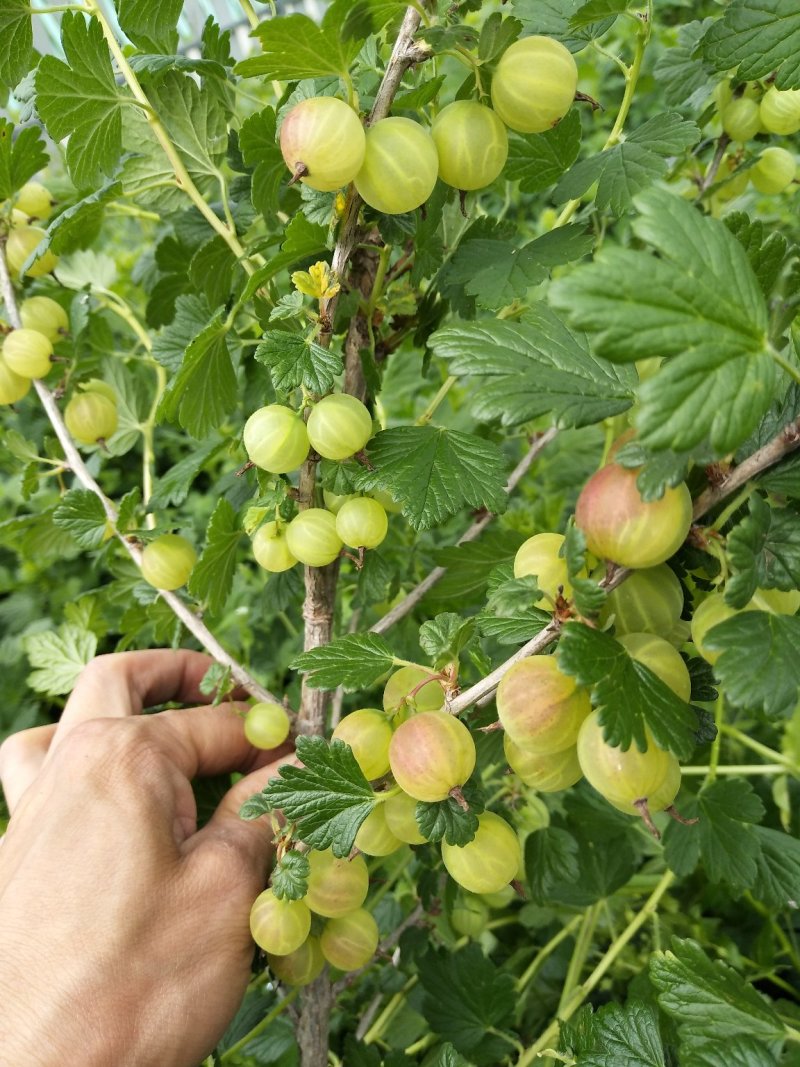 灯笼果灯笼果种苗批发灯笼果种植介绍