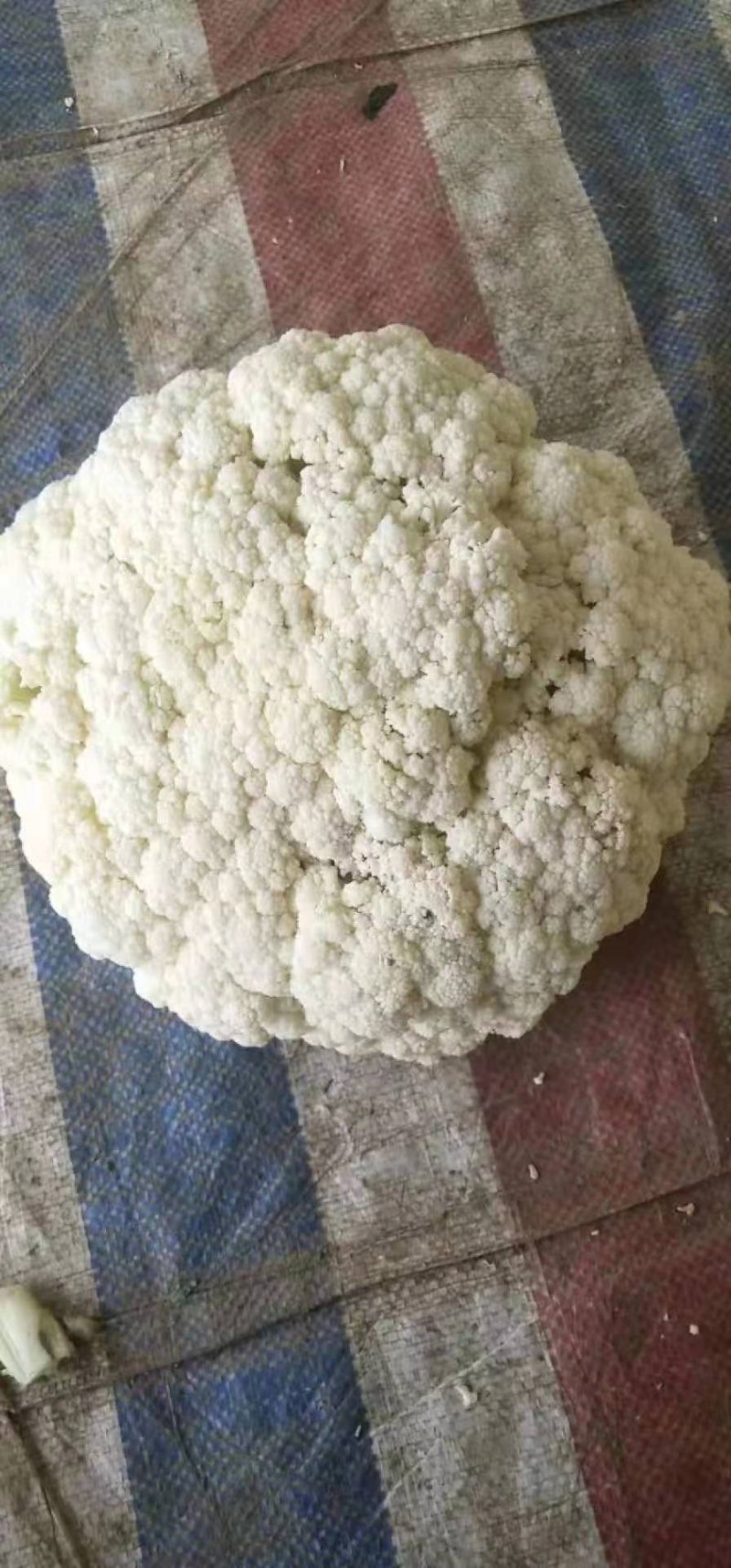 【精品】有机花，花菜，花椰菜，松花菜，万亩基地直销！