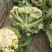 【精品】有机花，花菜，花椰菜，松花菜，万亩基地直销！