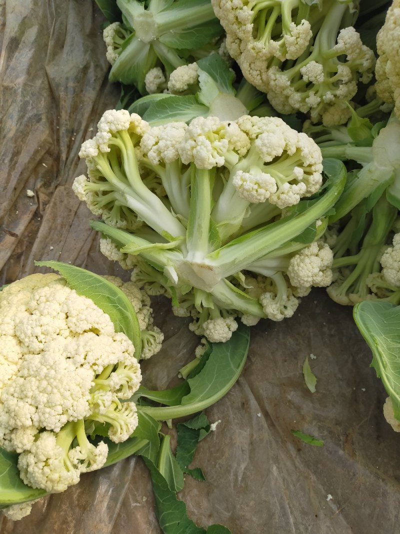 【精品】有机花，花菜，花椰菜，松花菜，万亩基地直销！