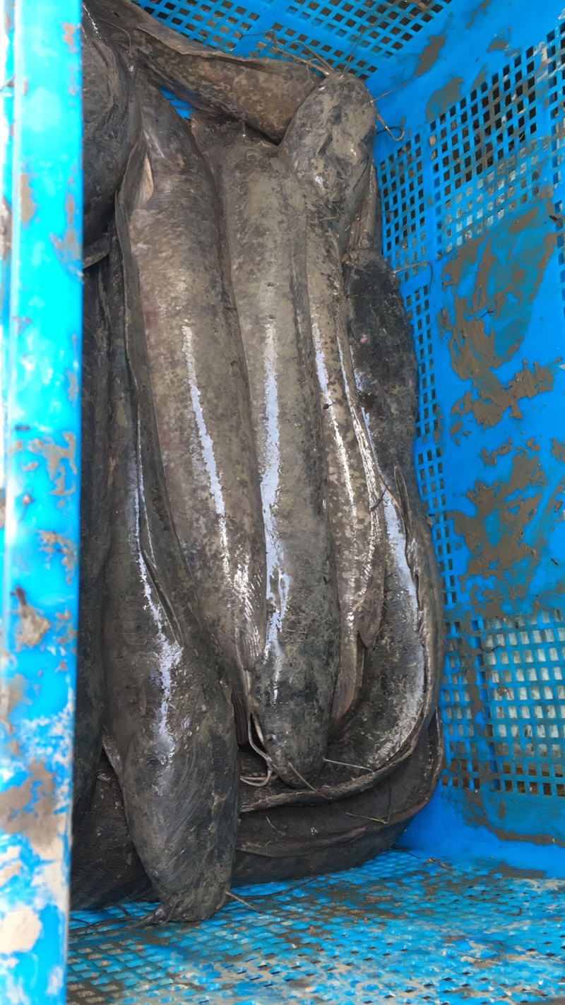 鲇鱼