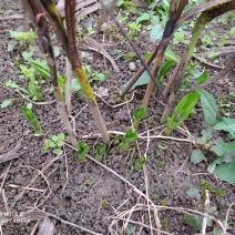 紫花三叉白芨鲜货白及干货统货选货