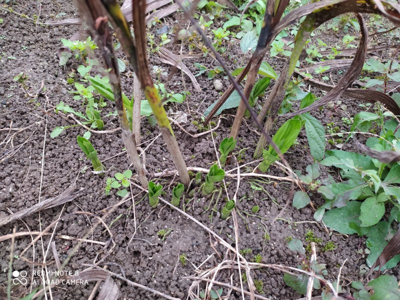 紫花三叉白芨鲜货白及干货统货选货