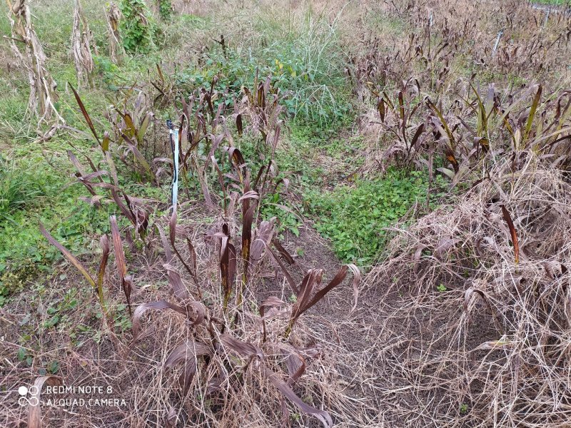 紫花三叉白芨鲜货白及干货统货选货