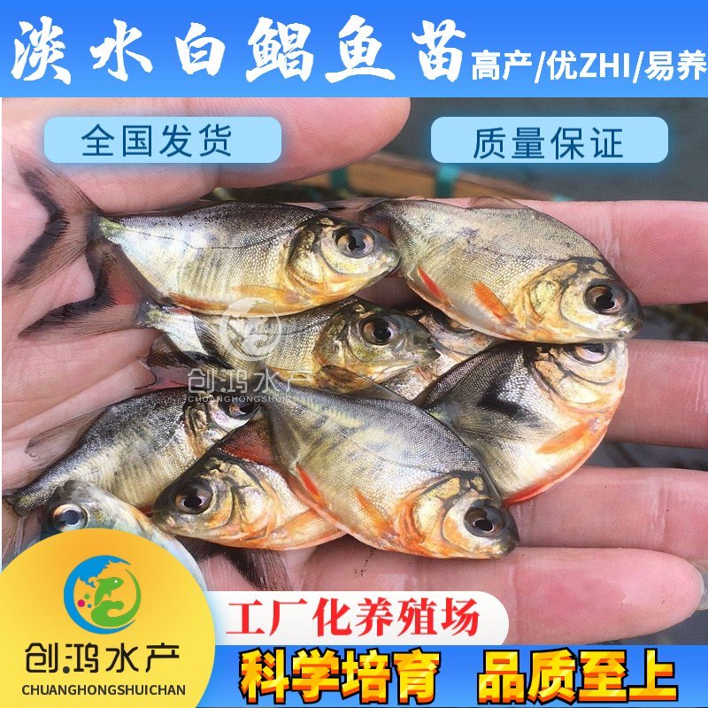 【大量供应】淡水白鲳鱼苗红鲳鱼苗鲳鱼苗淡水养殖