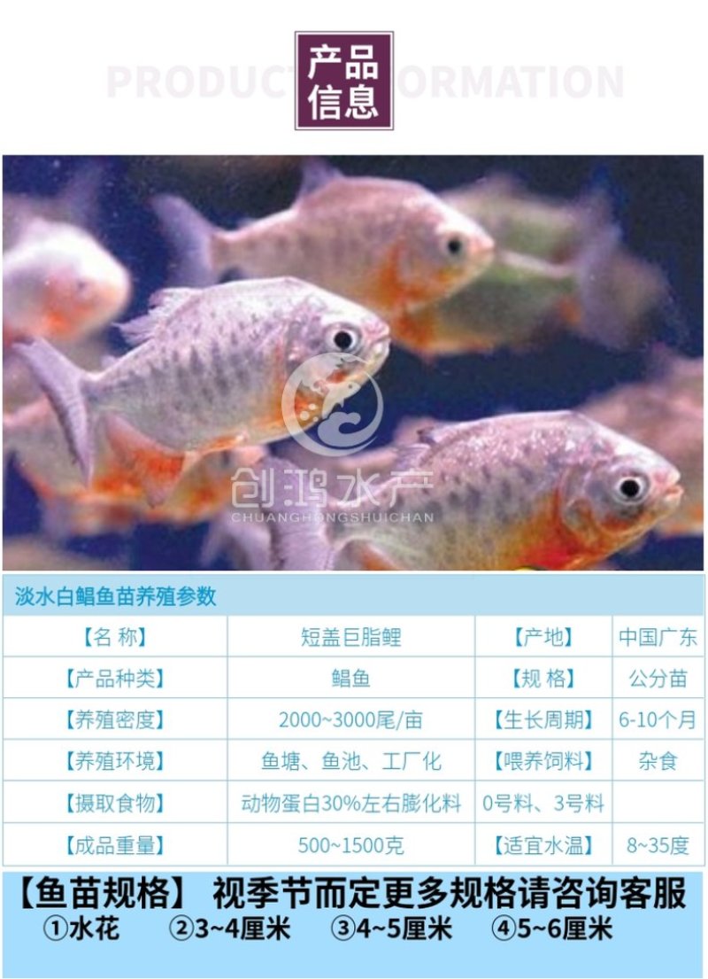 【大量供应】淡水白鲳鱼苗红鲳鱼苗鲳鱼苗淡水养殖