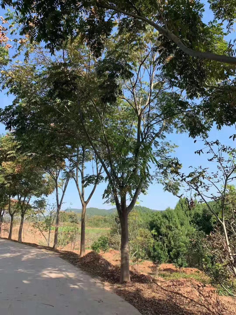 栾树大量供应具体需要请联系详谈。