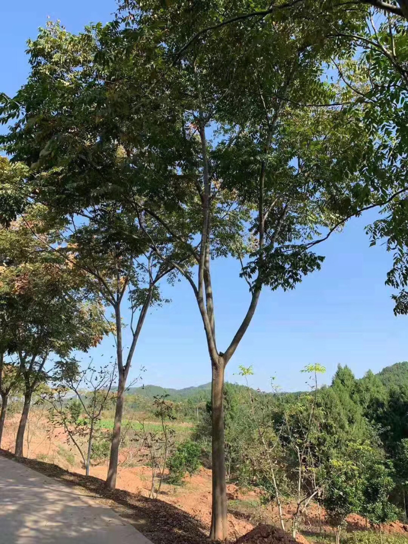 栾树大量供应具体需要请联系详谈。