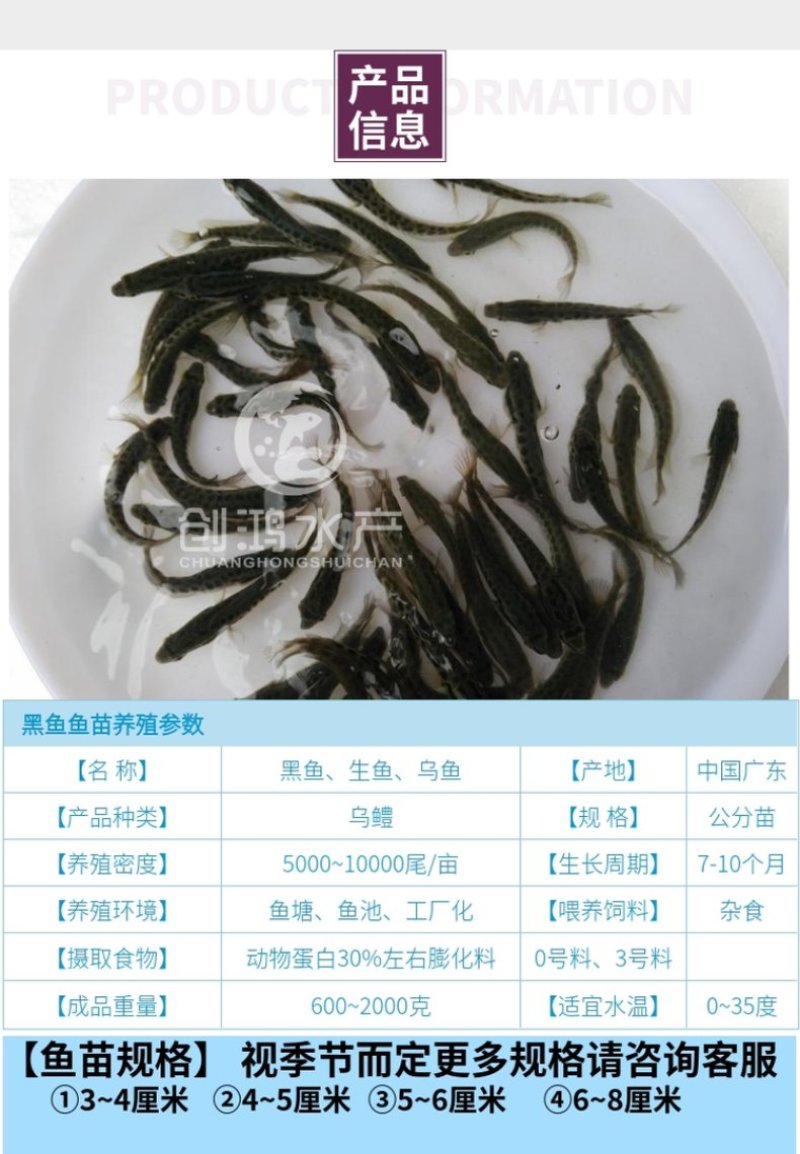 【特价销售】优质黑鱼鱼苗生鱼苗乌鱼苗杂交黑鱼苗