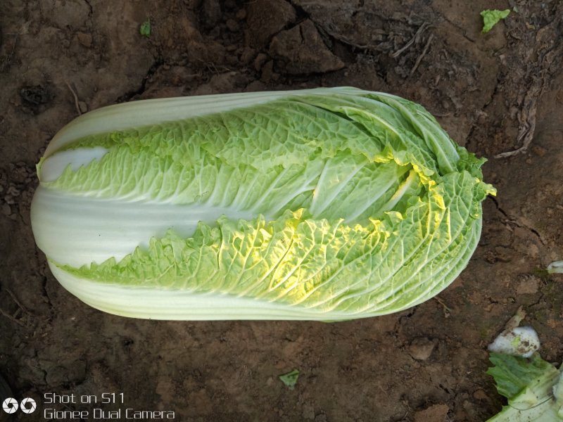 河北定州北京新三号白菜大量上市