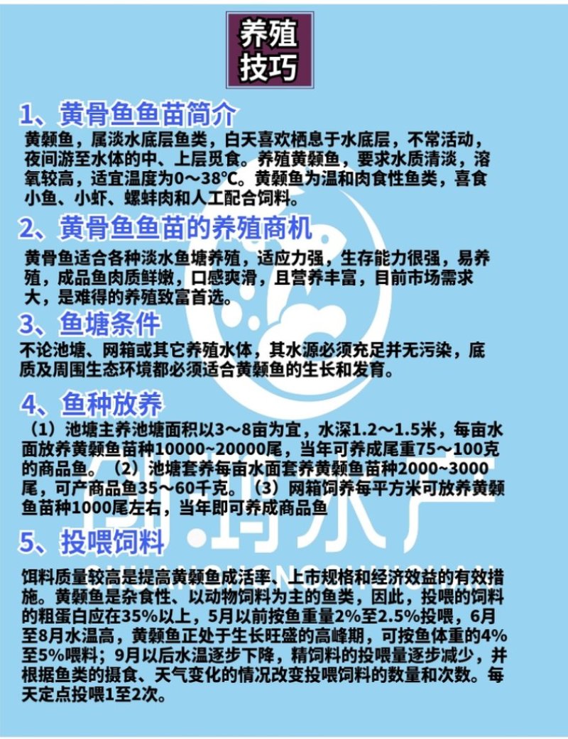 【新苗】全雄黄骨鱼鱼苗杂交黄骨鱼苗单性黄颡鱼苗