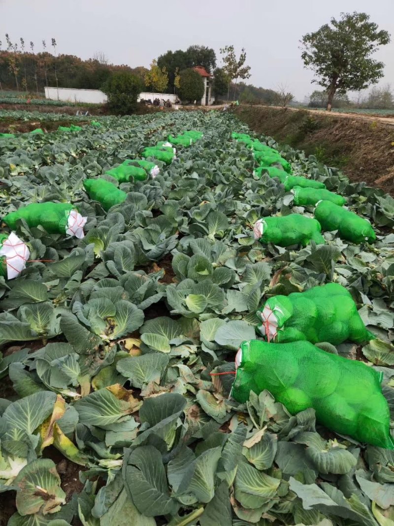 产地扁包菜可以大量供应脱水厂加工厂超市批发市场。