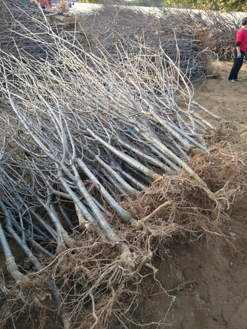美早大樱桃苗批发山东大樱桃苗基地优质樱桃苗批发