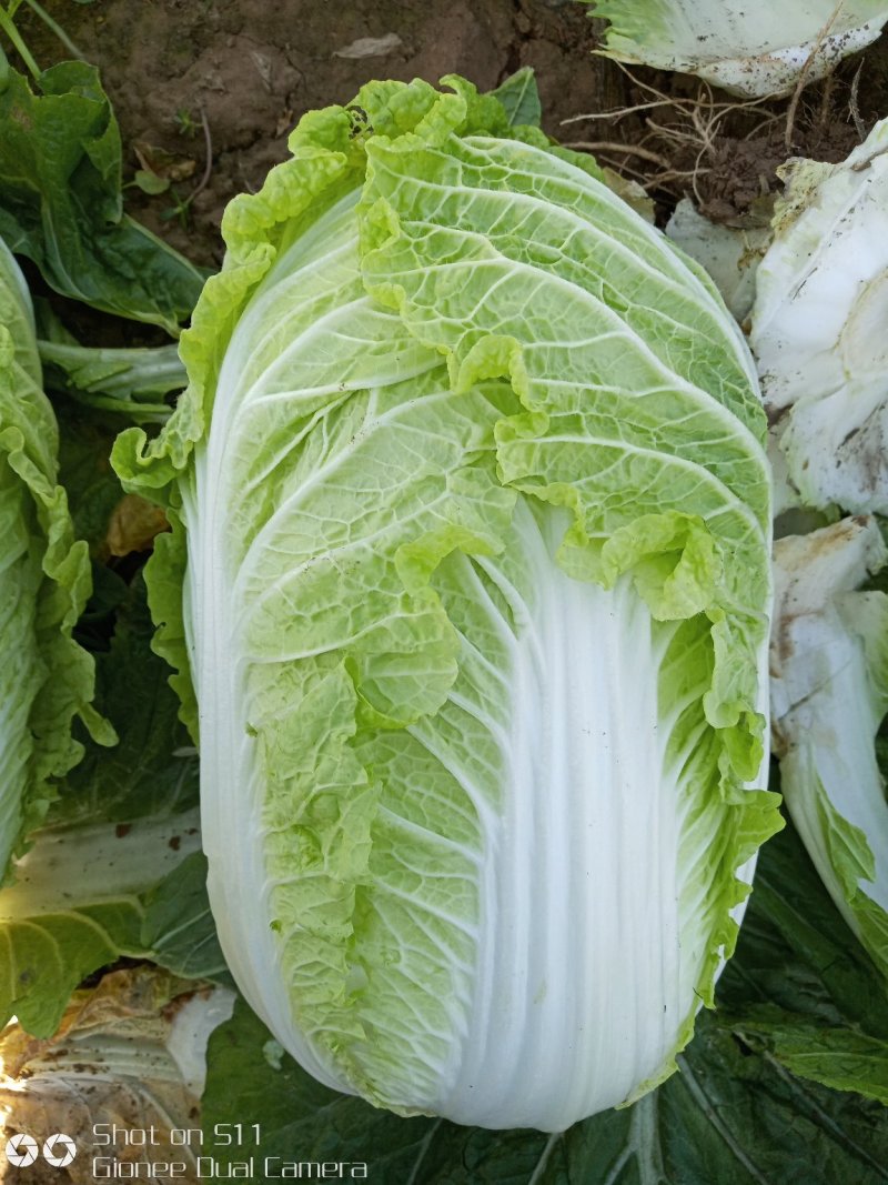 河北定州黄心白菜大量上市