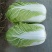 河北定州黄心白菜大量上市