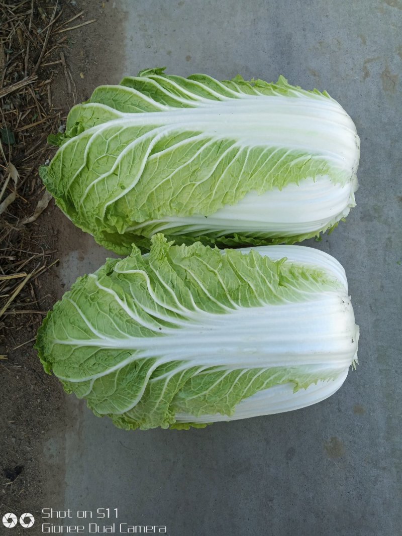 河北定州黄心白菜大量上市