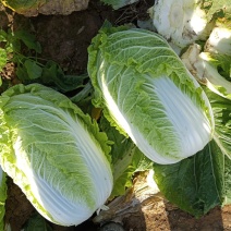 河北定州黄心白菜大量上市