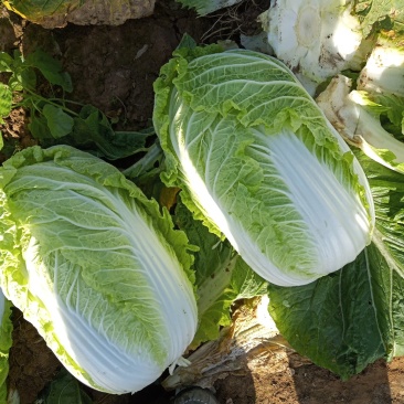 河北定州黄心白菜大量上市