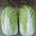 河北定州黄心白菜大量上市