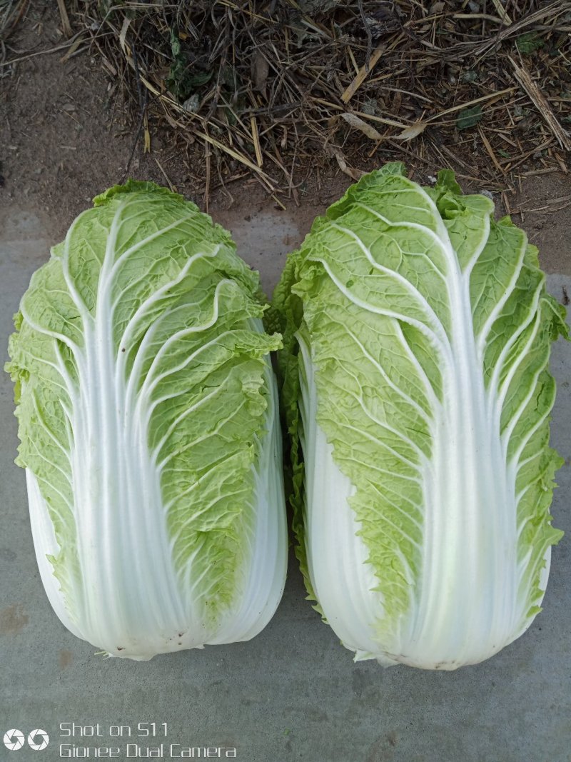 河北定州黄心白菜大量上市