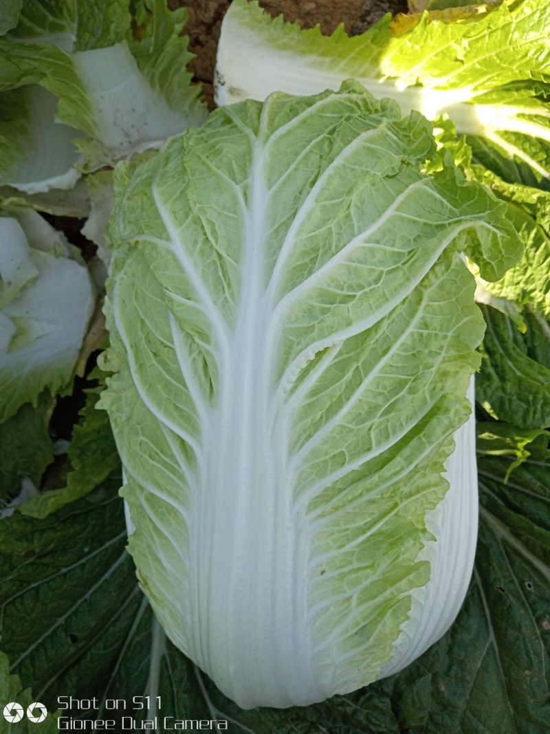 河北定州黄心白菜大量上市